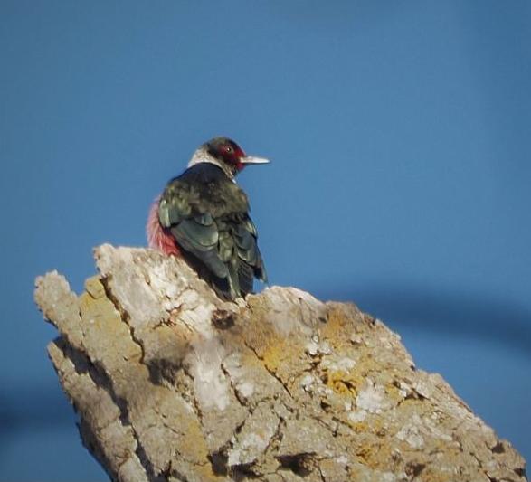 Lewis's woodpecker